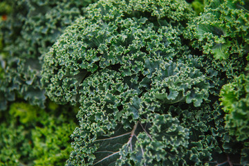 close up on Kale. green  vegetable leaves, healthy eating, vegetarian food.