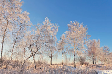 Frozen trees under blue sky