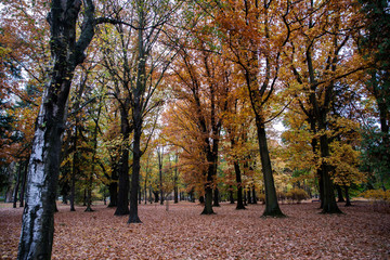 Naklejka premium path in the park, golden tree, autumn theme