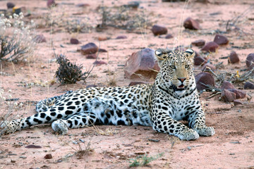 Young Leopard - Namibia