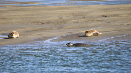 les phoques au bord de l'eau © fotoeliane