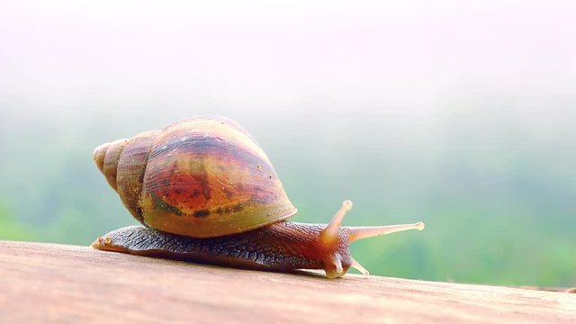Close-up of big garden snail slowly moving on wooden surface against foggy exotic jungle on background. Terrestrial mollusc with coiled shell and tentacles. Camera stays still. Fast motion video. 