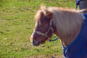 ritratto di un pony