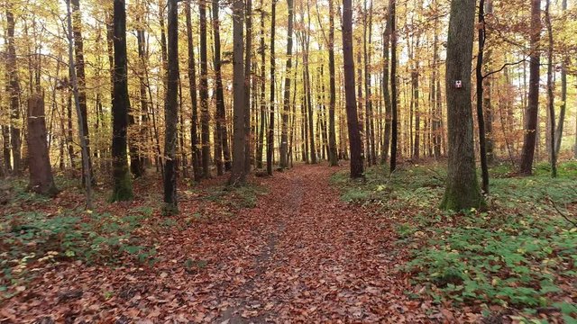 Chemin forestier en automne 