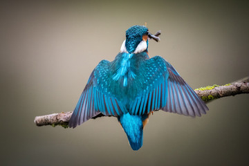 Kingfisher Back