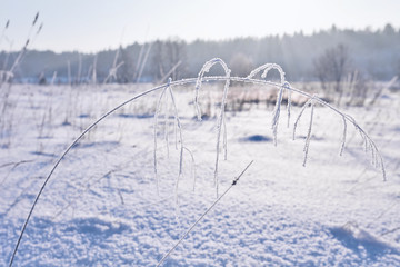 Frozen grass in sunshine