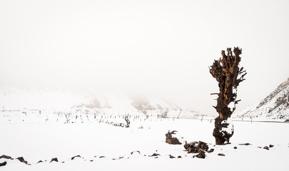 Dead trees covered with snow, located in the dry bed of the Luna reservoir, in León, Spain. Fog covers the snowed mountains. Apocalyptic landscape