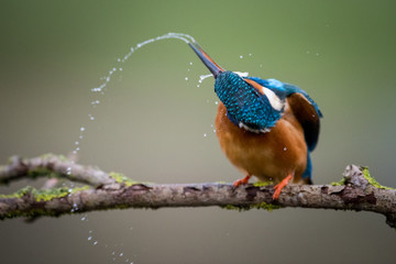 Splashing Kingfisher