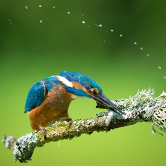 Splashing Kingfisher