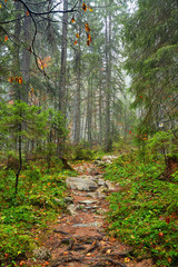 Trail in the lush forest