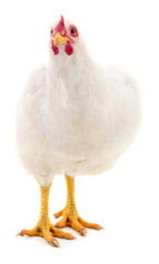 White hen isolated.