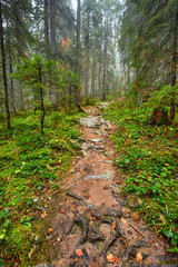 Trail in the lush forest