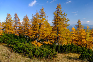 Fototapeta na wymiar Yellow larch trees in autumn in Julian alps in Slovenia
