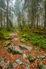 Trail in the lush forest