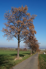 Obraz premium Herbstalee