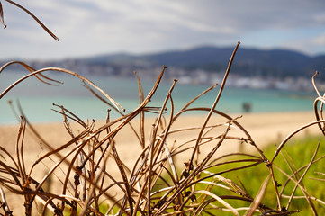 Landscape of  plants in Palma beach