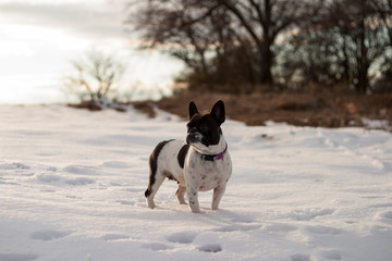 Standing french bulldog in a snowy field.