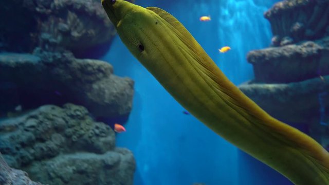 yellow moray eel fish in coral reef in the aquarium in blue water
