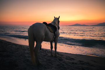 Horse on a beach lookin to the sea