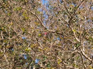 枯れ枝に花