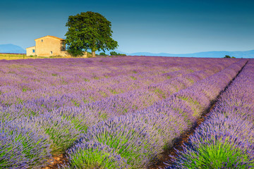 Naklejka na ściany i meble Beautiful purple lavender fields in Provence region, Valensole, France, Europe