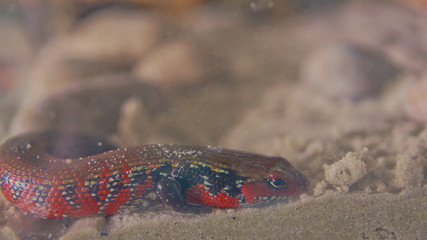 fire skink lizard in the sand