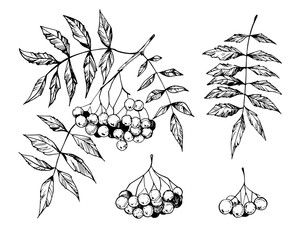 Sketch of rowan branch. Hand drawn illustration - obrazy, fototapety, plakaty