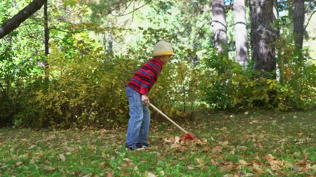 little boy cleans autumn leaves in the garden with a rake