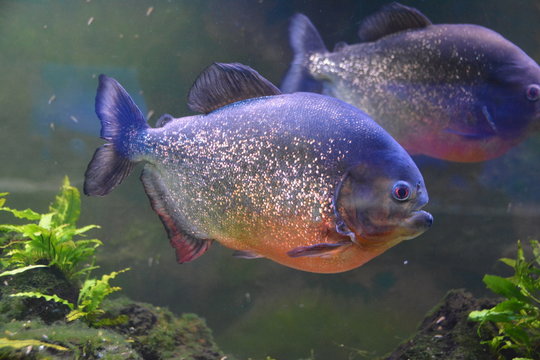 The red-bellied piranha