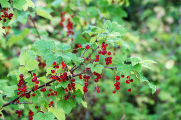 Obraz premium berries of red currant on bush