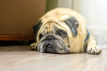 Close-up face of a cute dog pug open eye chin lying on laminate floor