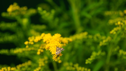 butterfly  on flower