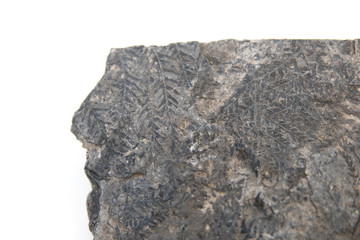 fossil of Carboniferous fern