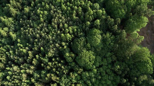 Camera flies over a lush forest in the Czech Republic
