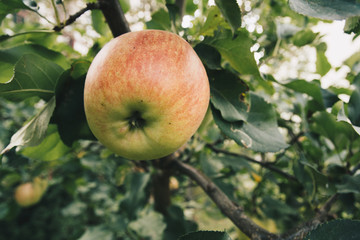 single apple on a tree
