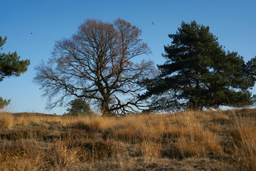 Haard NRW Heide