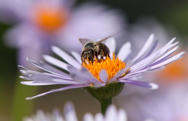 bee or honeybee sitting on flower
