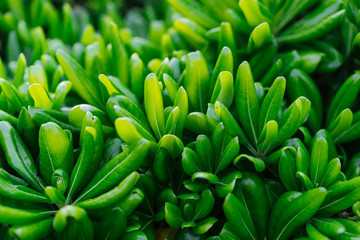 Fototapeta premium Green decorative plant with long leaves, macro photography