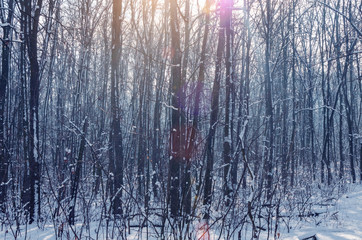 Winter forest with snow and frost on the trees in the sunlight