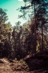 forest with pine trees