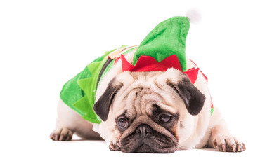 Sad Christmas Pug