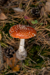 Amanita muscaria picked up from the ground
