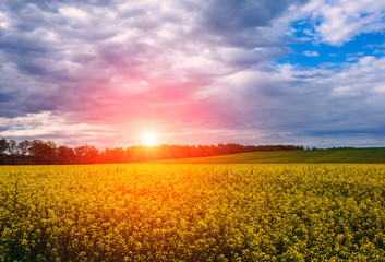 Canola field, landscape on a background of clouds. Canola biofuel at sunset.