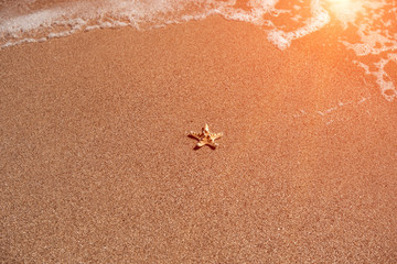 starfish on sea sandy beach. summer background.
