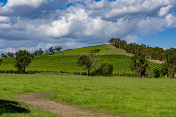 Fototapeta na wymiar Vineyards on Triangle Hill 