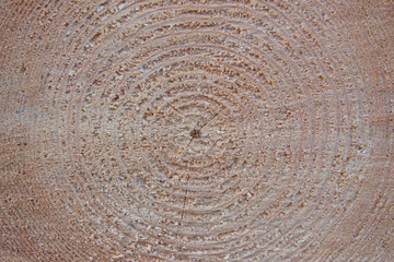 Circles on a sawed tree showing its age