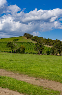 Vineyards on Triangle Hill vert