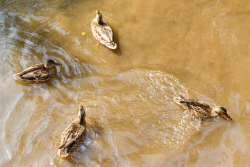 A group of brown ducks swimming in a river
