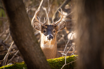 Whitetail buck up close in sunset