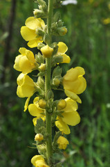 Among the herbs are blooming verbascum